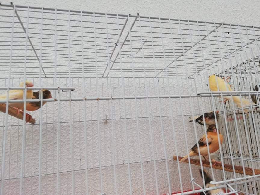 Canários jovens para dispensar