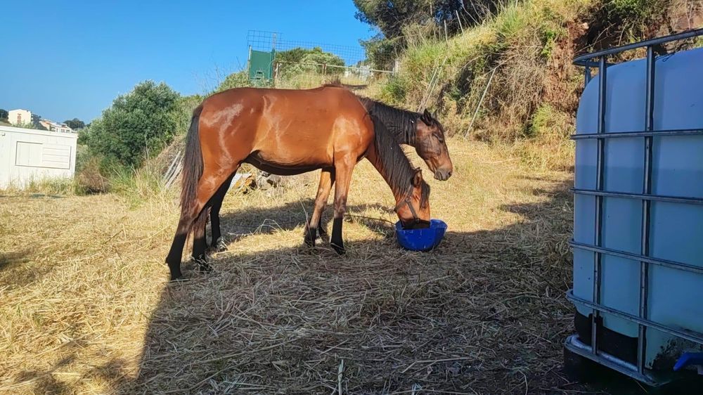 Vendo poldra a fazer 16 meses