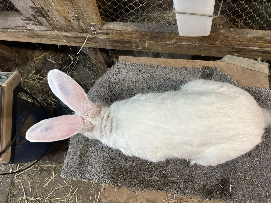 Królik Termondzki Biały dorosłe samice