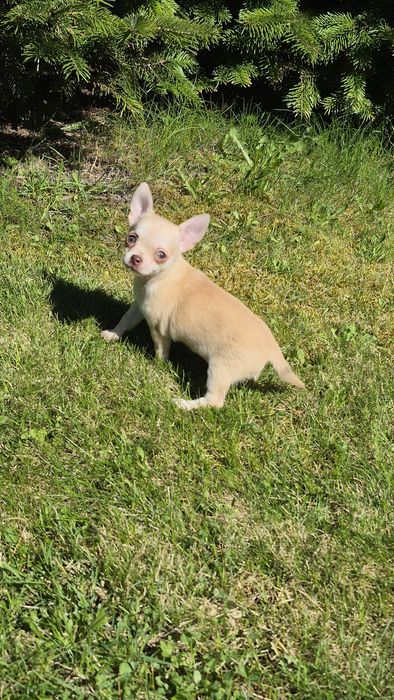 Piesek  chihuahua gotowy do odbioru