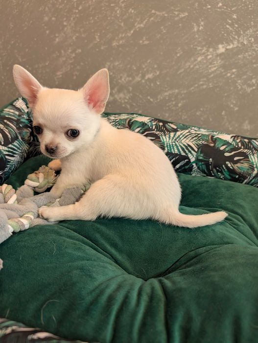 Chihuahua krótkowłosy biały ZKwP