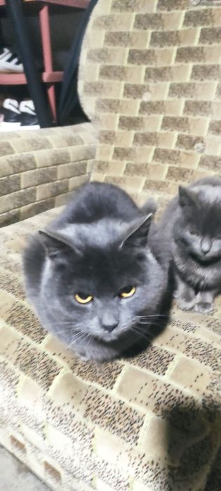 Шотланскі кошенята