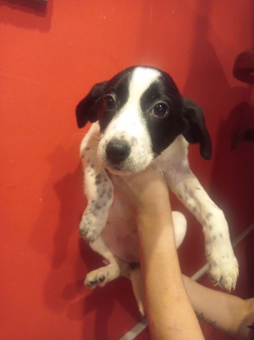 Гарнюня дівчинка долматинка