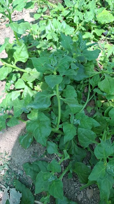 Produtos agrícolas biológicos - 1€ kilo - Santarém - Vale de Figueira