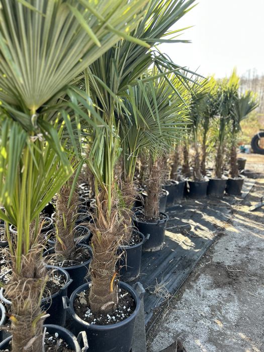Trachycarpus Fortunei wys. pnia 50-70cm