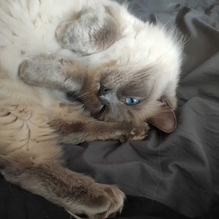 Cat Sitting Margem Sul
