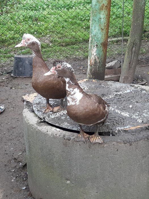 Sprzedam jajka kaczek