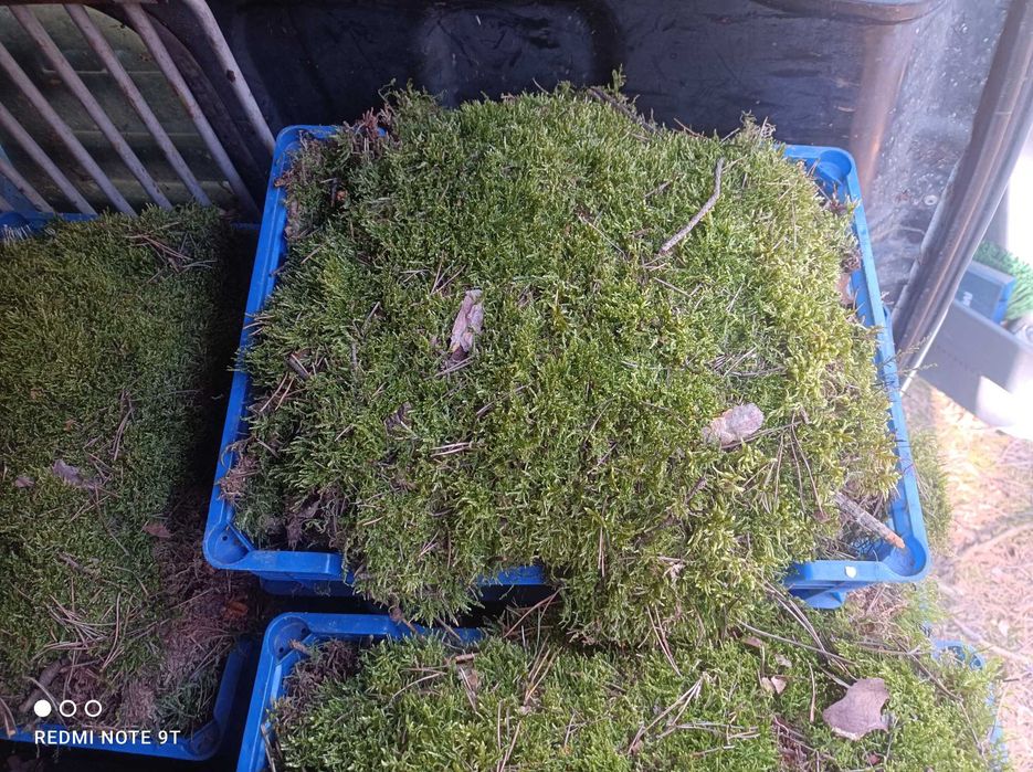 Mech płaski Brodawkowiec Czysty oraz Rokietnik Pospolity