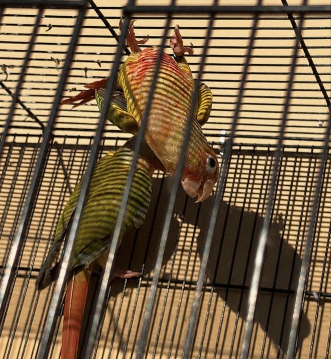 Casal de pyrrhuras pineaple