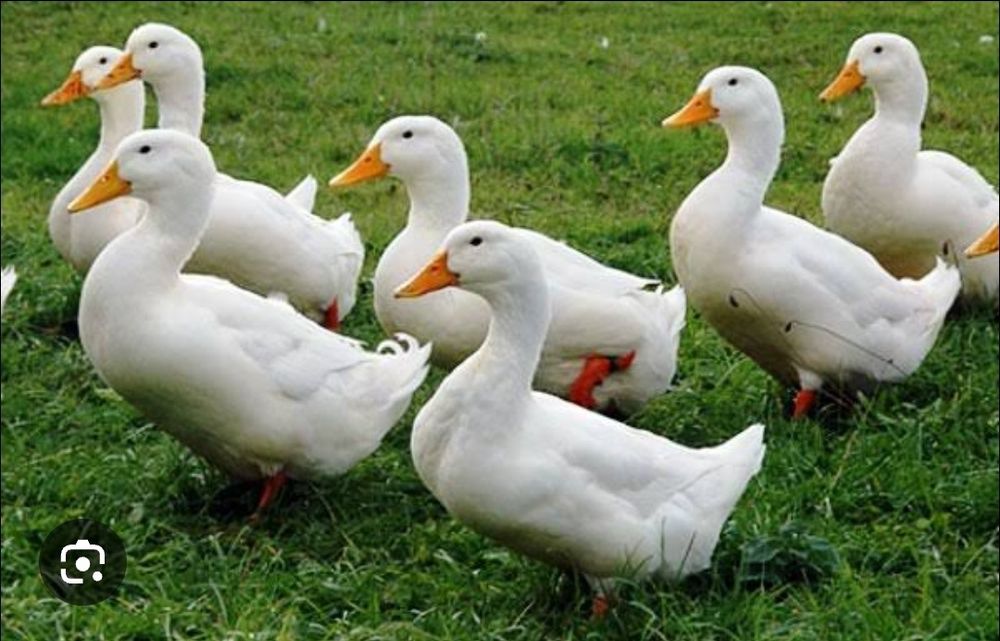 Яйце інкубаційне