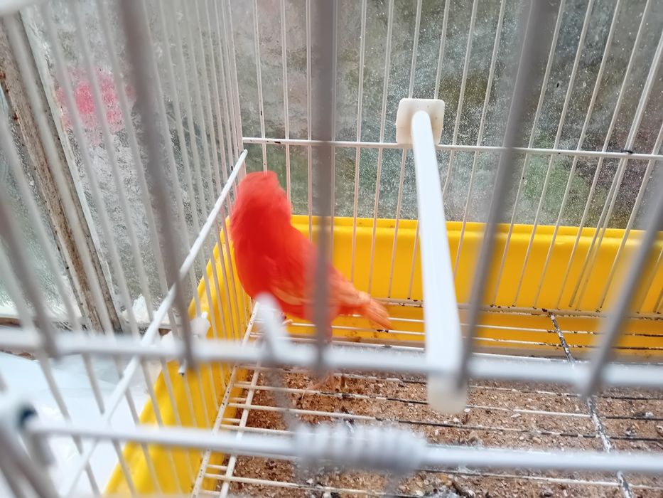 Canárias vermelho de 2024