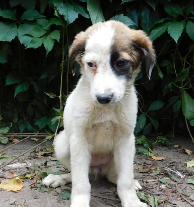 Прилаштовується у добрі руки