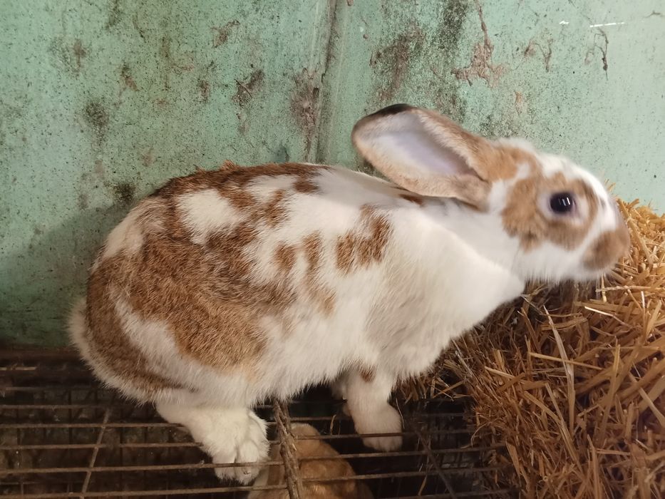 Vendo coelhos caseiros