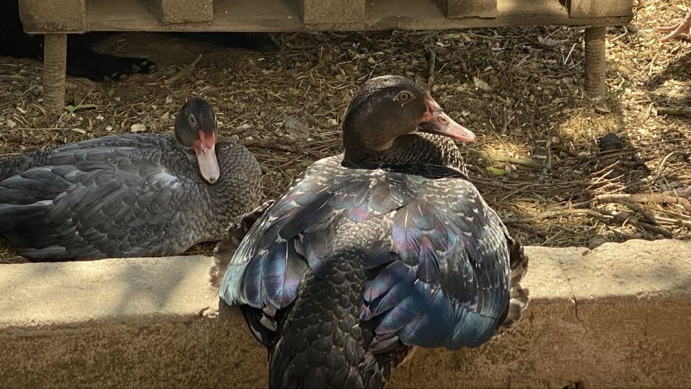 Vendemos patos para carne, para criacao ou ovos