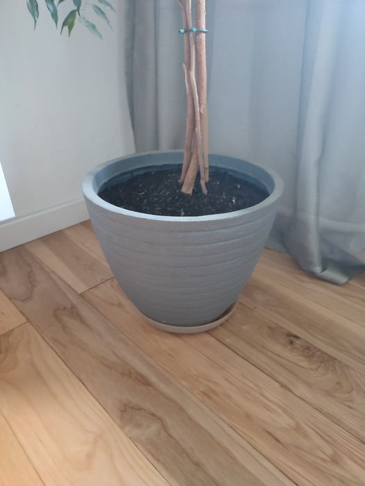 Fikus Benjamin duży