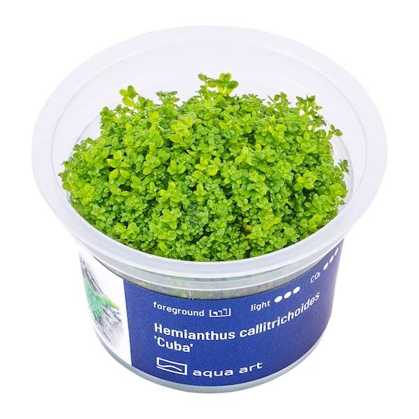 Hemianthus Callitrichoides Cuba invitro MASSON