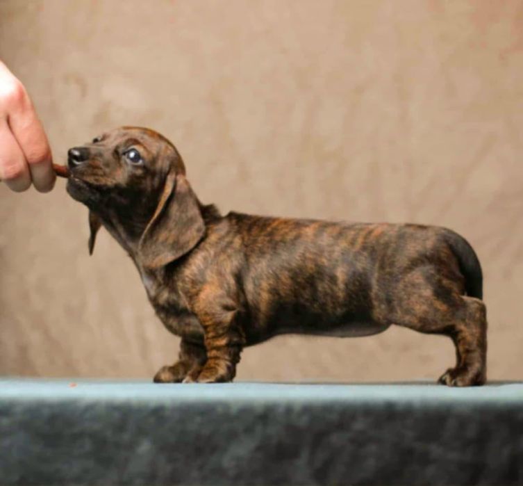 Jamnik miniaturowy/króliczy zkwp FCI wyjątkowe umaszczenie