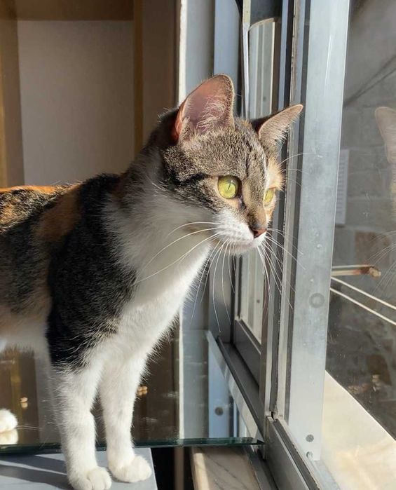 ESTERILIZADA | Gata juvenil e meiga disponível para adoção responsável