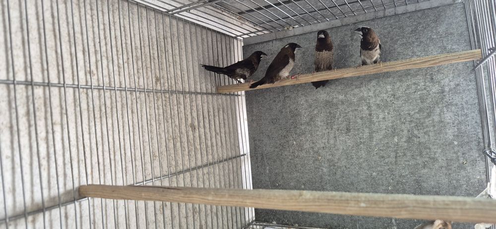 Bengalins  do Japão