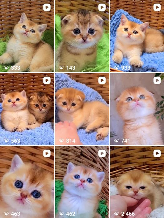 Золоті шиншилята дівчата і хлопці