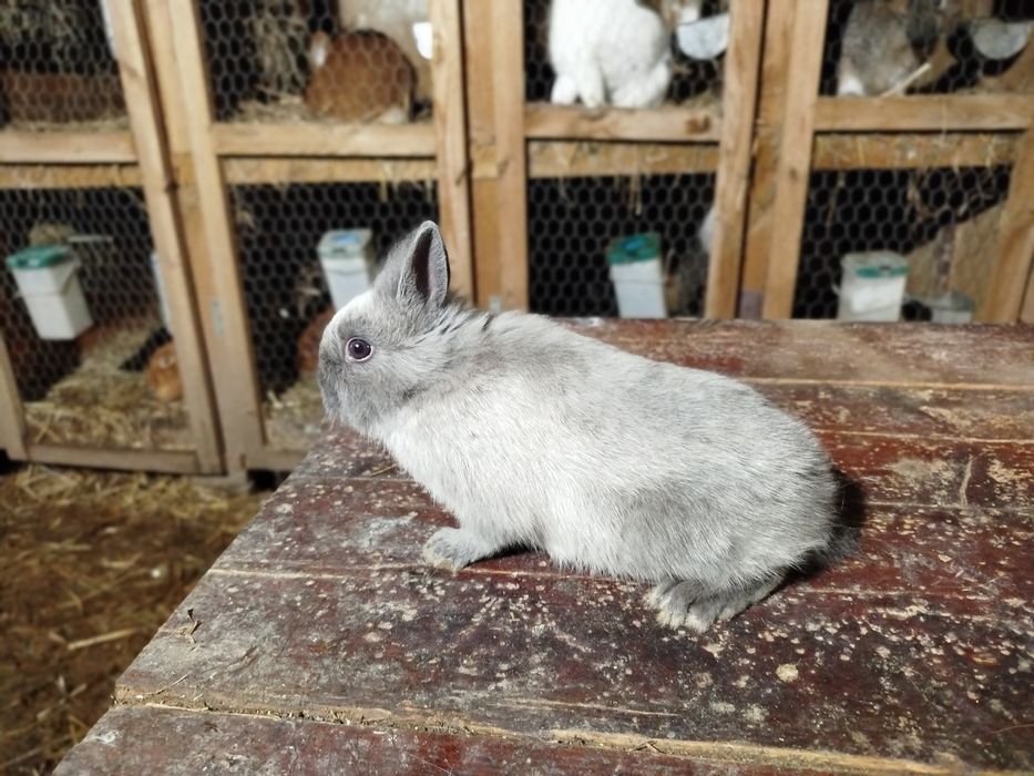 Sprzedam króliki różnej czystej rasy (opis)