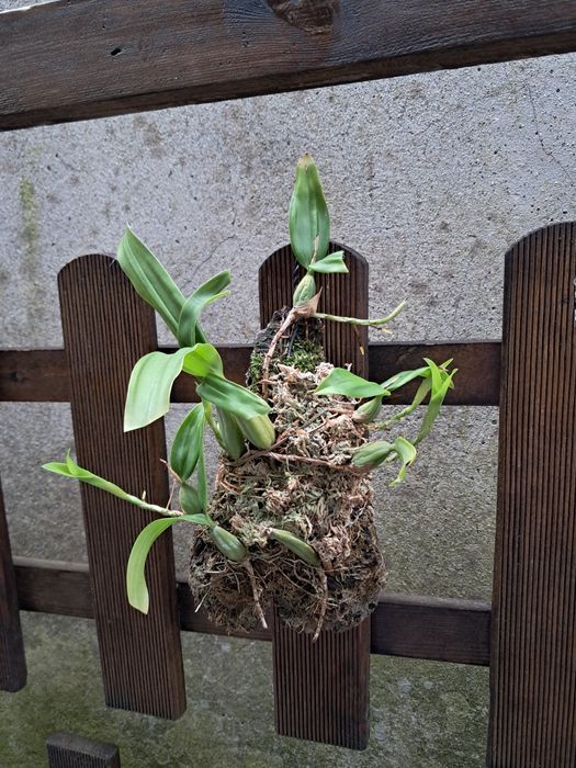 Coelogyne fimbriata - Orquídea montada