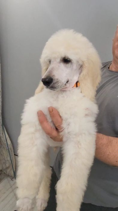 Щенки большого пуделя