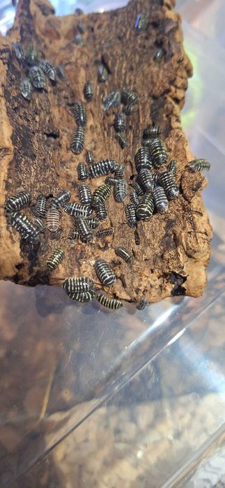 Isopody Armadillidium maculatum-wyprzedaż
