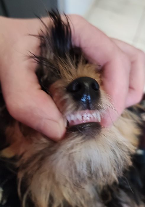 Йорки, 2 мальчика. КСУ.