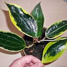 хойя Макрофила pot of Gold