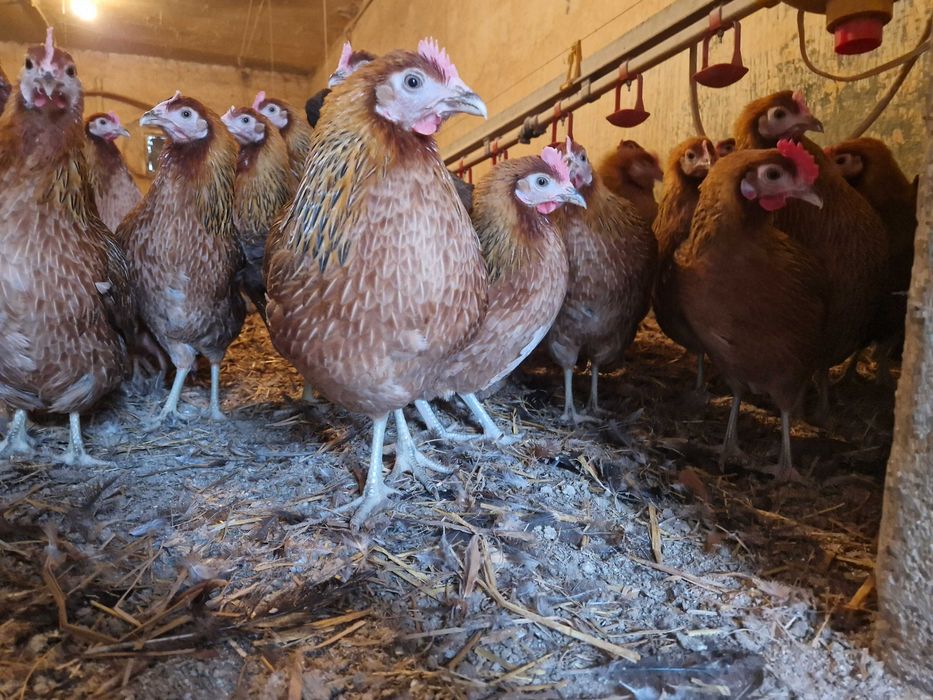 Kury Zielononóżki odchowane zapisy dostawa na miejsce