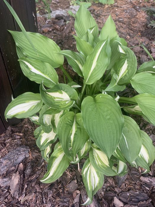 Hosta hosty 25 zl za całośc