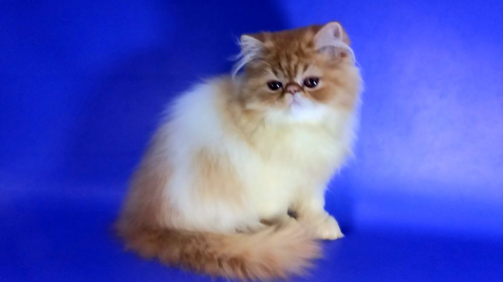 Персидская красавица