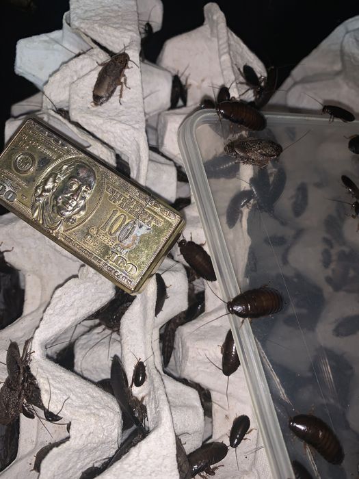 Крапчатый черный мраморный таракан кормовой расспродажа опт и обмен