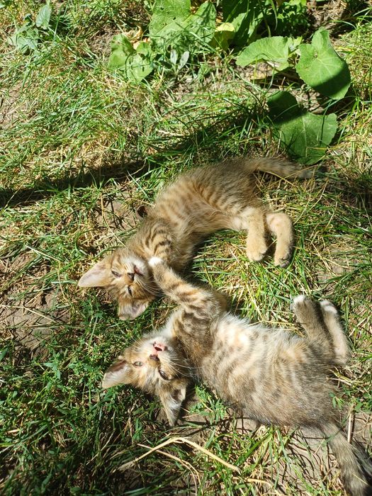 Кошенята в добрі руки