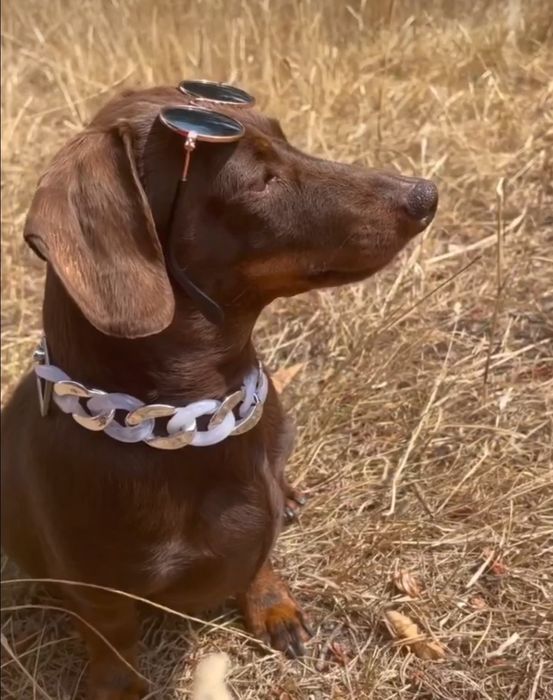 Шоколадні таксята.