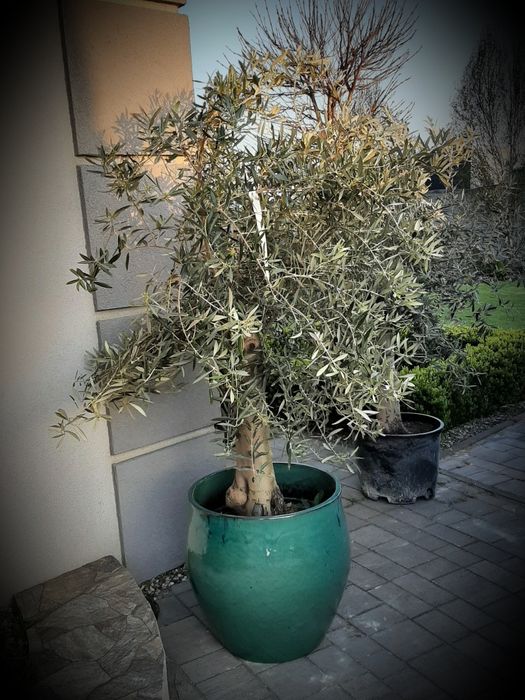 Drzewka oliwne, oliwki, olea europea