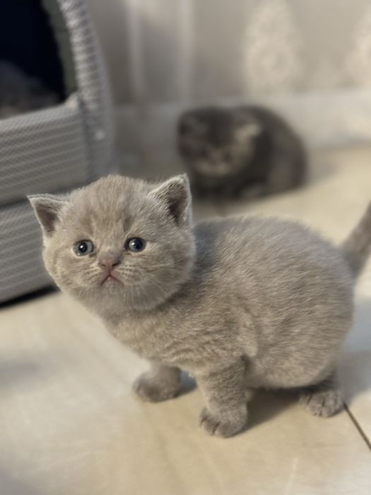 Шотландський хлопчик