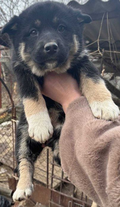Отдам щенков полу-хаски, 2 девочки