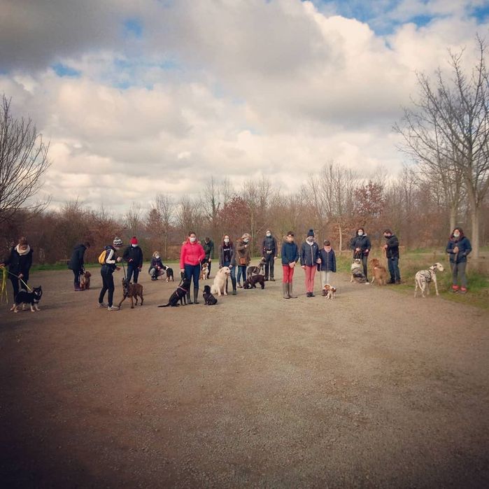 Dog-Training - Escola de cães de Caldas da Rainha e da Região Oeste