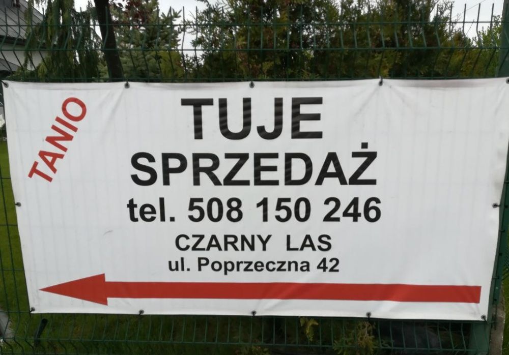 Tuja AUREOSPICATA 3 metry wysokości 120 cm. szerokości, tuje szmaragd
