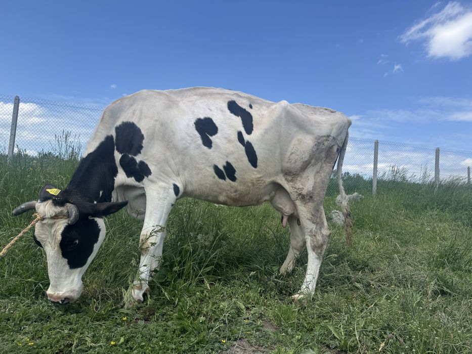 Sprzedam krowe cielną