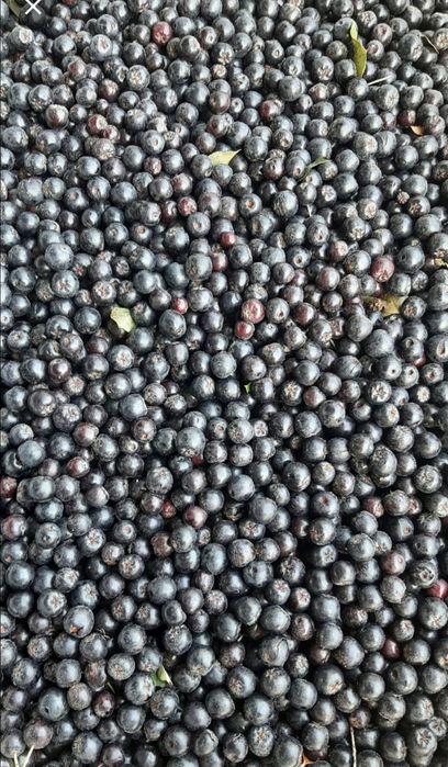 Aronia od rolnika paczka 10kg wysyłka INPOST