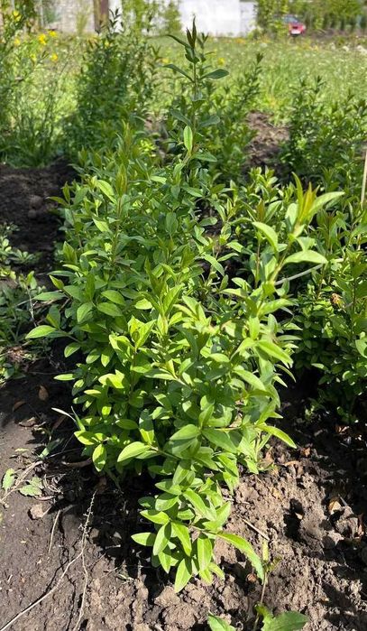 Бірючина саджанці та формована куля , Ligustrum.