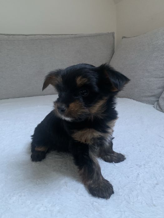 Yorkshire Terrier