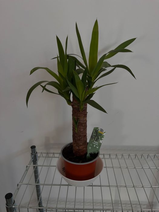 planta de yucca com um ano de idade