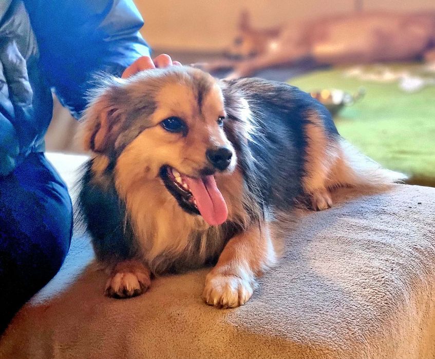 Karmelek szuka domu.