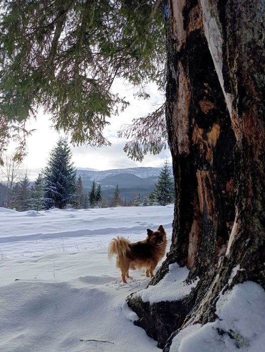 Чихуахуа для в'язки