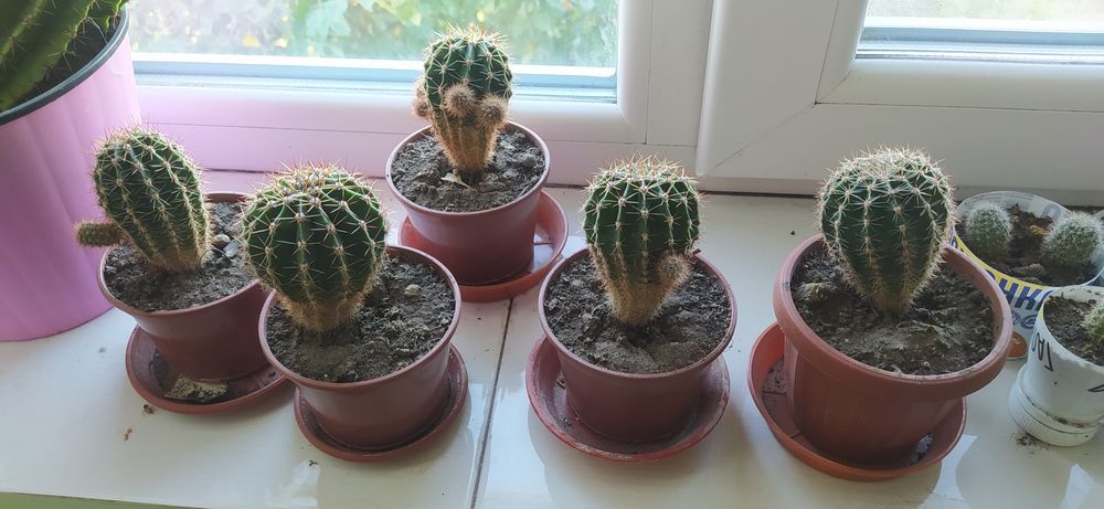 кактус (від 1 см до 10 см) домашній :-) без ГМО :-D