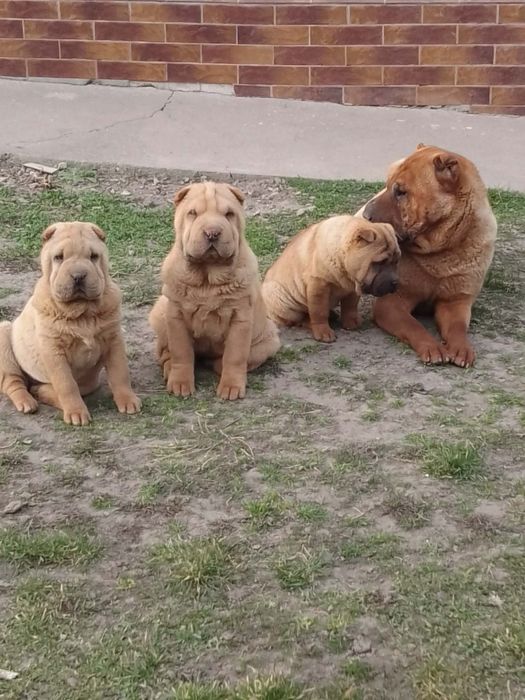 Продаються дівчатка шарпеї